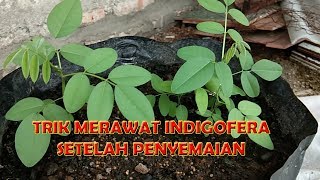 MERAWAT INDIGOFERA SUPAYA TUMBUH DENGAN BAIK [upl. by Arjan]