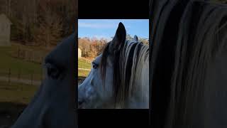 Gypsy Vanner horses at HorsefeathersFarmTNcom [upl. by Atiruam]