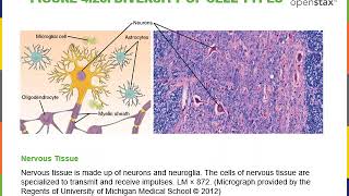 Introduction to Cytology Part 1 [upl. by Dera]