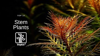 Top 10 Beautiful Aquarium Stem Plants [upl. by Aynot]