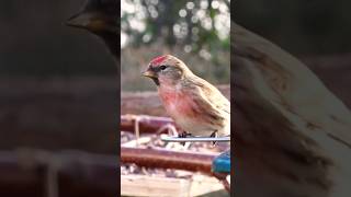 🩷 Common redpoll 🩷 [upl. by Nnarual]