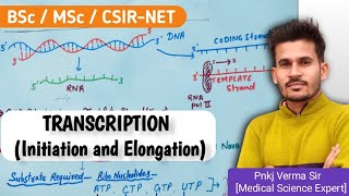 Transcription in Eukaryotes  Initiation and Elongation  हिंदी में [upl. by Aix]