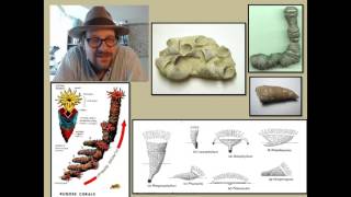 What are Cnidarians and what has their fossil record revealed about the history of life [upl. by Delmar]