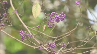 American Beautyberry A Medicinal Marvel [upl. by Sharon]