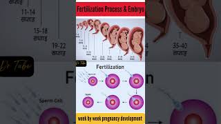 Fertilization process and embryo development  development of embryo from zygote fertilization [upl. by Arjan260]