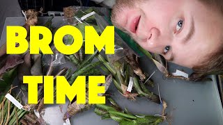 Vivarium plants are BACK Unboxing [upl. by Lertnom382]