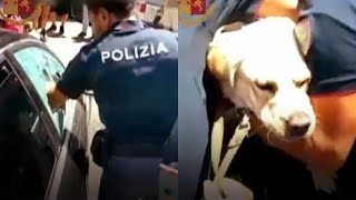 Padroni lasciano Labrador chiuso in auto sotto al sole Un poliziotto gli salva la vita [upl. by Aletsirc782]