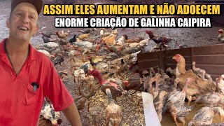 ELE CRIOU O “SISTEMA PERFEITO” PRA CRIAR GALINHAS CAIPIRA 100 SUCESSO [upl. by Narmi]