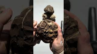 Large Septarian Nodule rockhounding rocks minerals education crystal science cool mining [upl. by Ramal]