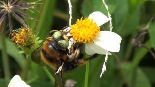 Carpenter Bee in Everglades National Park [upl. by Bedelia]