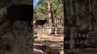 Surprise visitor 10 minutes after target practice Big mule deer archery muledeer hunt colorado [upl. by Hinkel650]