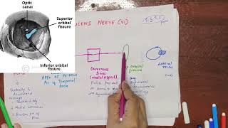 ABDUCENS CRANIAL NERVE VI anatomyneuroanatomy IN TAMIL [upl. by Einahpets]