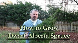 How to grow Dwarf Alberta Spruce Upright Christmas Tree Shaped Conifer [upl. by Huberman643]