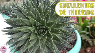 10 SUCULENTAS QUE SE DAN BIEN EN INTERIOR Candy Bu [upl. by Itisahc569]