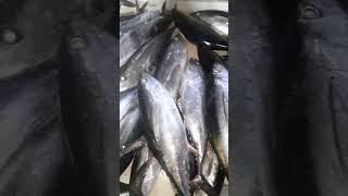 Yellowfin tuna fishery fish seafood food [upl. by Rosalie]