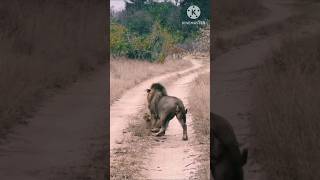 trendingshorts animals wildanimalshunting animalfacts [upl. by Ambie]