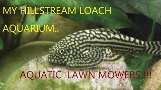 THE HILLSTREAM LOACH AQUARIUM [upl. by Akir]