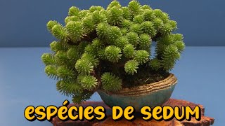 14 ESPÉCIES DE PLANTAS SUCULENTAS DO GÊNERO SEDUM [upl. by Baryram]