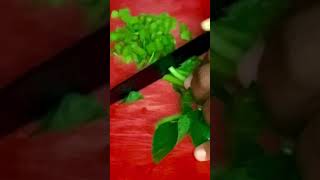 Callaloo Cutting Callaloo Stripping callaloostripping callaloocutting [upl. by Cally]