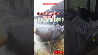 పాడి పశువులు చూడి కట్టాలంటే buffalo dairyanimals endometritisintrauterineinsemination vet [upl. by Moran]