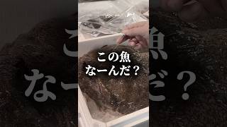 この魚なーんだ？？魚 海産物 魚の町の漁業 魚の市場通り 愛媛グルメ fishing 魚惣菜 魚市場 seafood アンコウ [upl. by Alemrac707]