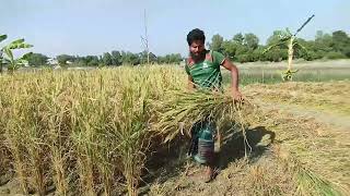 আজ থেকে ধান কাটা শুরু করলাম  Sheikh Agro [upl. by Acirred]