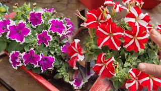 All About Petunia Plant  How to Grow and Care Petunia  Fun Gardening [upl. by Eeima]