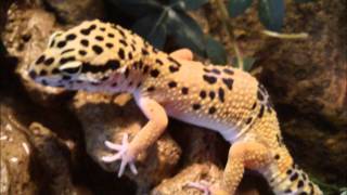 My leopard gecko on a waterfall Great picsgekon lamparci [upl. by Wilona]