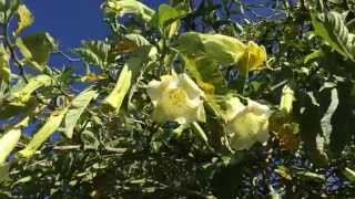 ☠ quotBurundangaquot Flowers Borrachero Tree Outside Bogota Colombia ☠ [upl. by Edgard]