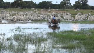 Filme  PANTANAL [upl. by Port127]