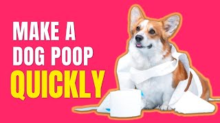 How To Make A Constipated Dog Poop QuicklySimple Remedies [upl. by Karylin455]