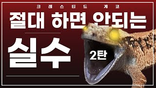 ※멸망급 사육실수※ 제발 꼭 당부드립니다 크레스티드 게코 키우면서 절대 하지말아야 할 실수들 2탄 준비했습니다 [upl. by Kciredec]