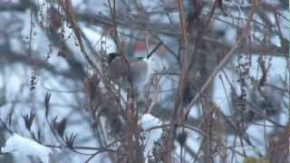 Eurasian Bullfinch Mealtime アカウソ♀（野鳥）＠ウルシ実採食 [upl. by Anirba554]