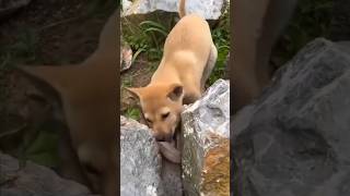 Dog vs Animal Unique video Viral short video [upl. by Atnima]