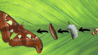 life cycle of an Attacus atlas moth  egg to moth [upl. by Gran]