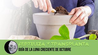 Fertiliza y Trasplanta en estas FECHAS Guía de la Luna Creciente de Octubre faselunar [upl. by Gnurt]