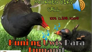 Huni ng ibong Uwis  Moorhen Sound call [upl. by Norm]