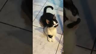 Meet Mostaccioli – the moustache cat who looks like Freddie Mercury Part One [upl. by Sloan]