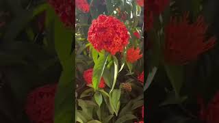 Amazing flowersflowers rosegarden beautifulflower love flowertypes tradingviralnaturalrose [upl. by Alliuqat]