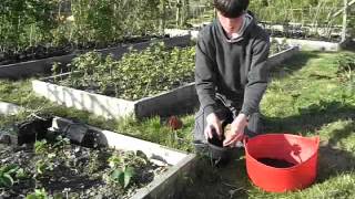 How to Propagate Grape Vines from semiripe cuttings [upl. by Tray]