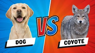 Dog vs Coyote 5 Key Differences Plus Who Wins a Fight [upl. by Esadnac856]