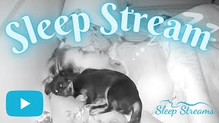 live ASMR SleepSnore Stream with Puppies [upl. by Akili805]