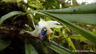 Orchid bees on Chondrorhyncha caudata [upl. by Anoyet455]