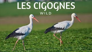 LA CIGOGNE BLANCHE ET SES CIGOGNEAUX [upl. by Shugart801]