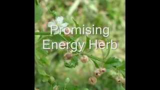 Healing Herb Scoparia dulcis in Pankaj Oudhias Medicinal Plant Database Part1 [upl. by Ecidna]