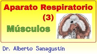 Aparato Respiratorio 3 Músculos de la respiración pulmonar [upl. by Seroled77]