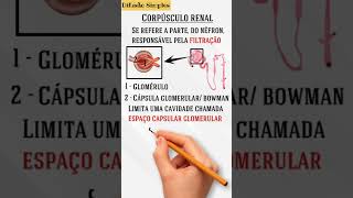 Corpúsculo renal anatomiahumana anatomiaanatomiafacil [upl. by Zzahc532]