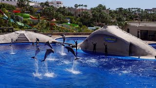 Aqualand Costa Adeje Dolphin Show  Tenerife Canary Island  Travel Vlog 29 [upl. by Siskind880]