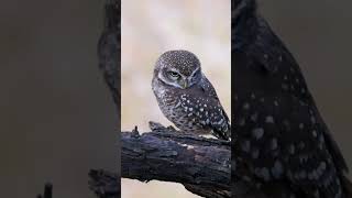 Spotted Owlet [upl. by Naut647]