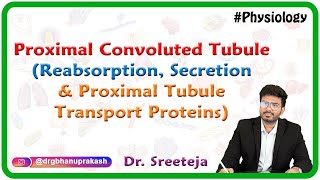 Proximal Convoluted Tubule  Reabsorption Secretion and Proximal Tubule Transport Proteins  USMLE [upl. by Leiahtan154]